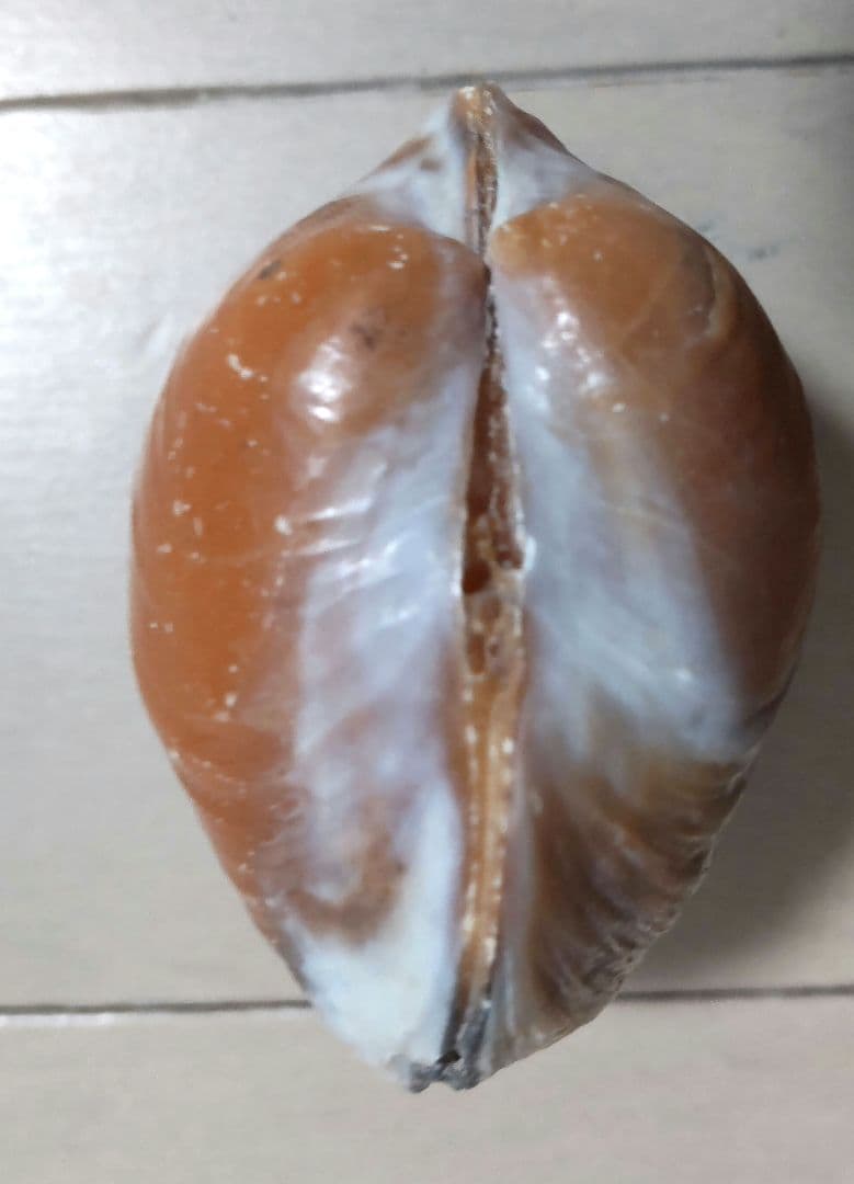 イセシラガイ　化石 ３個セット　 広島市中区八丁堀