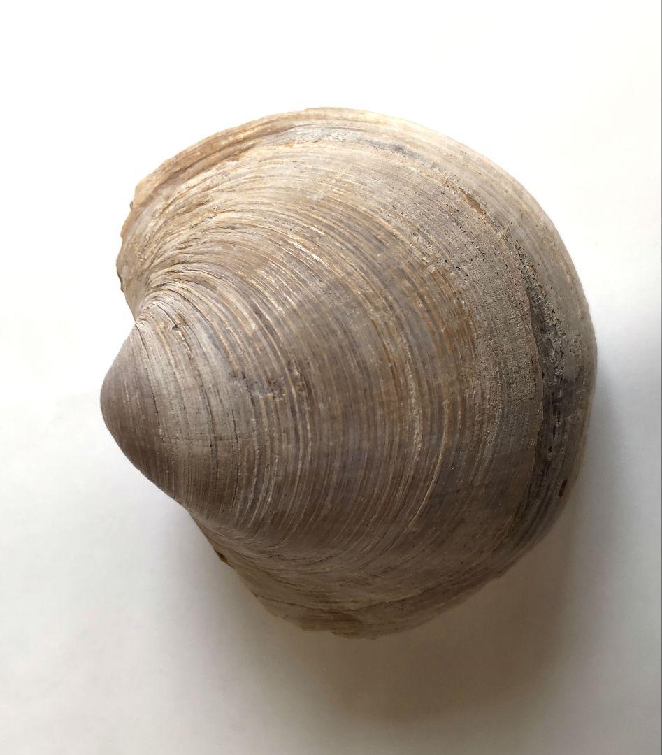 イセシラガイ　化石 ３個セット　 広島市中区八丁堀