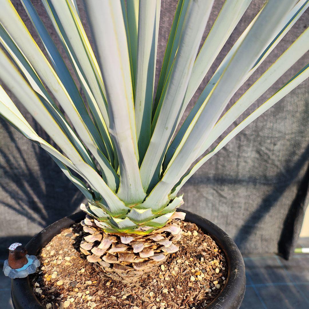 の*り様 ユッカ リギダ Hybrid