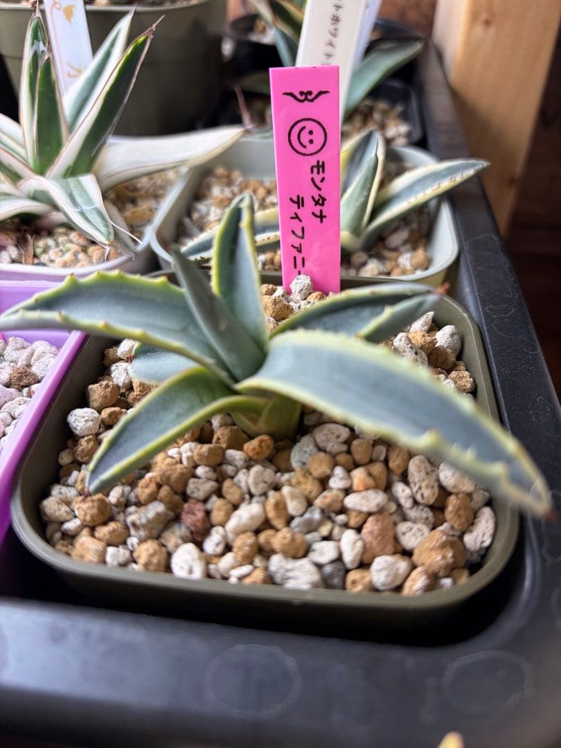 アガベ　レア　モンタナ　ティファニー