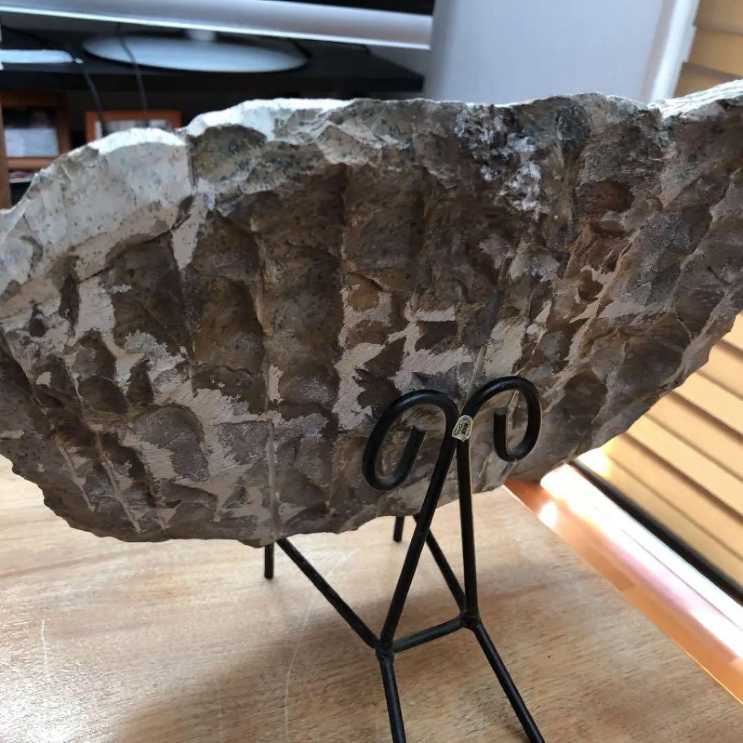 ゴニアタイトアンモナイトと直角石