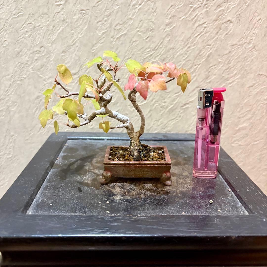 樹高7.5㎝　宮様カエデ　ミニ　小品　盆栽　真柏　黒松　五葉松　楓　紅葉