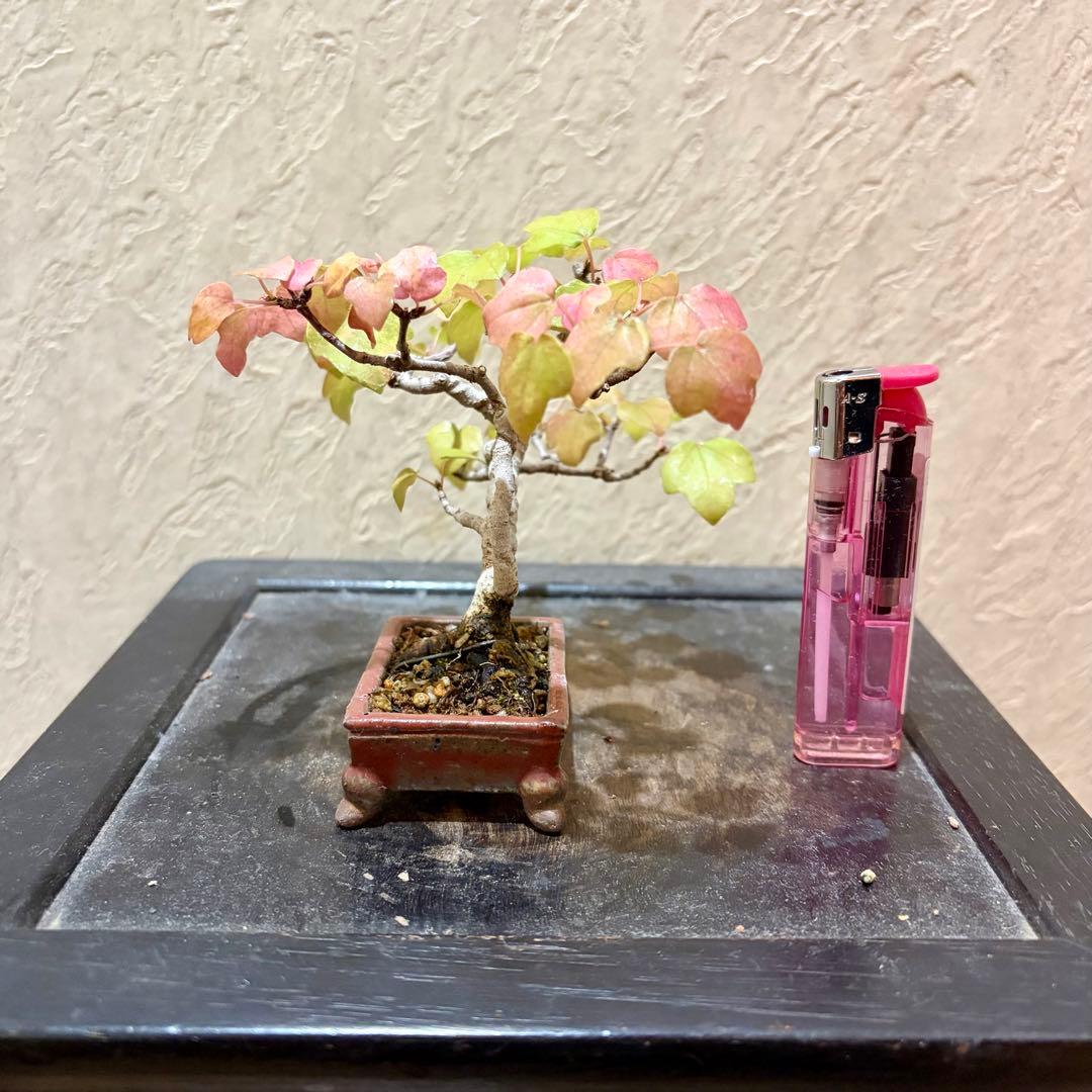 樹高7.5㎝　宮様カエデ　ミニ　小品　盆栽　真柏　黒松　五葉松　楓　紅葉