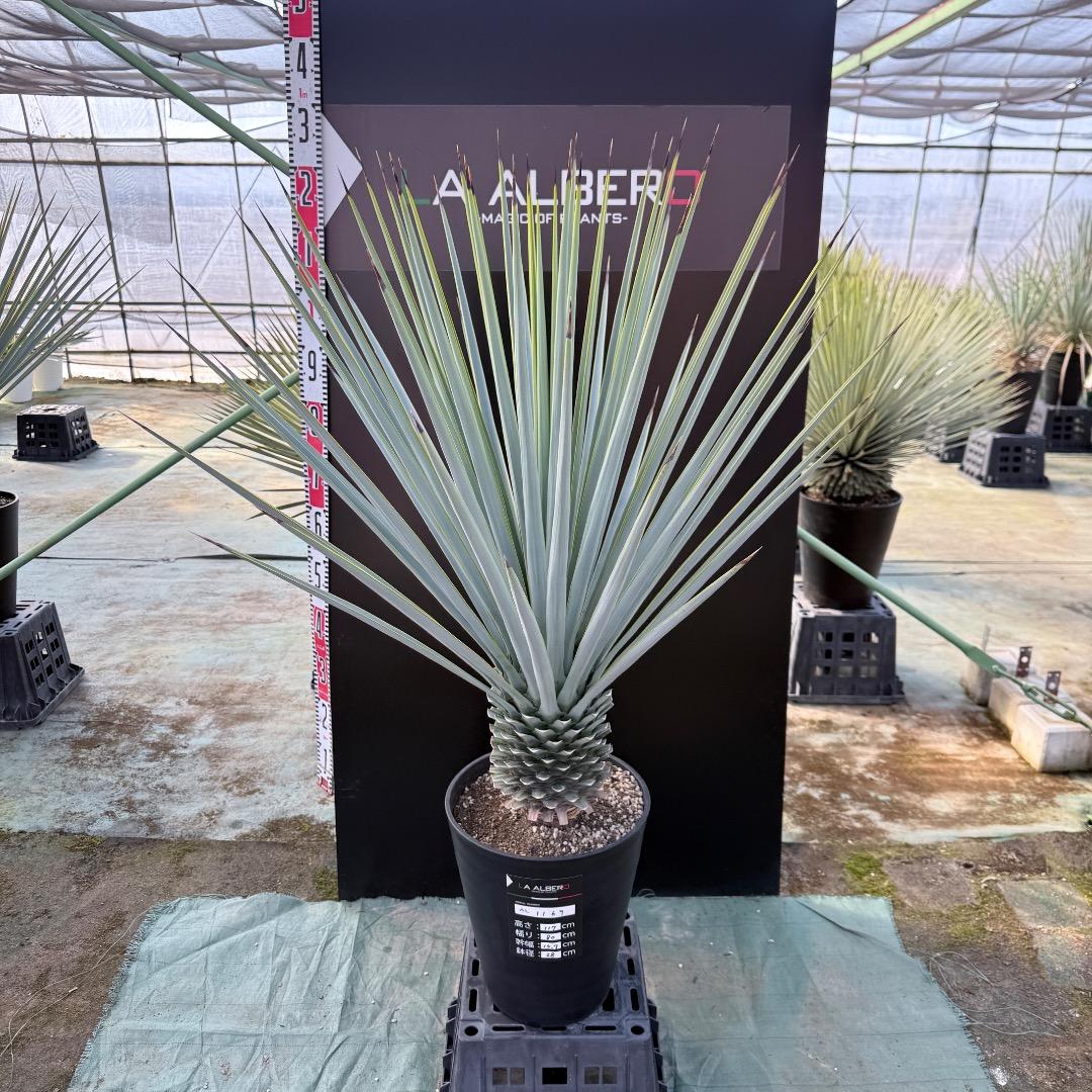 【AL1169】ユッカ　リギダ