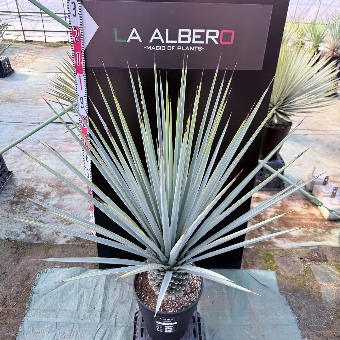 【AL1169】ユッカ　リギダ