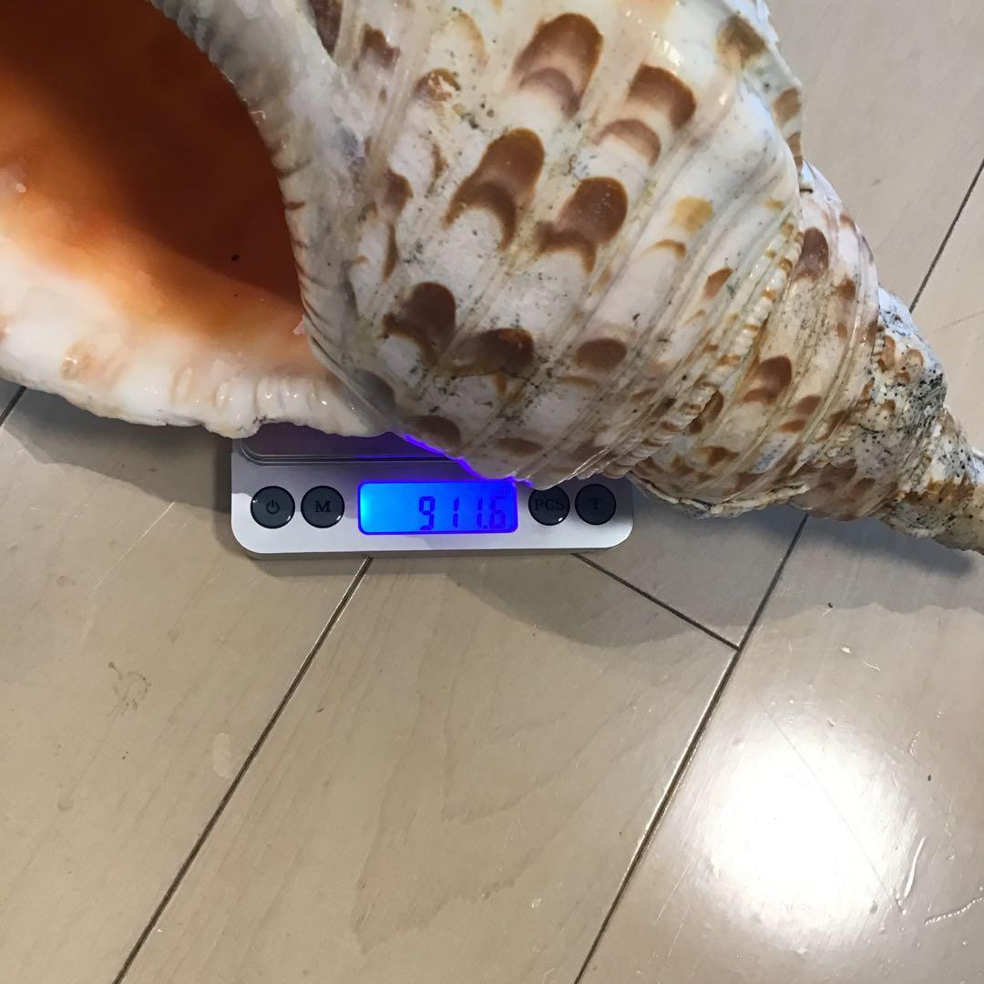 法螺貝 (特大) ホラ貝 ホラガイ 貝殻 置物 シェル インテリア コレクション