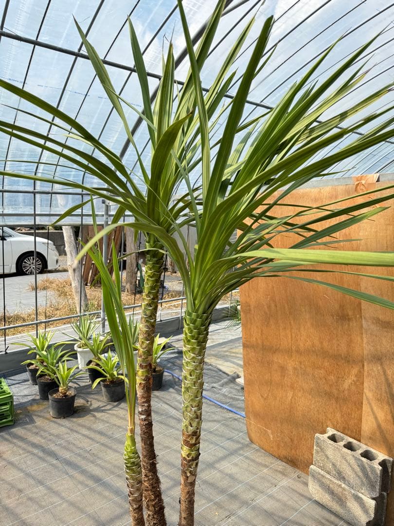 ドラセナ・ニオイシュロラン 3本立 根巻き済み 高さ約2.4m シンボルツリー