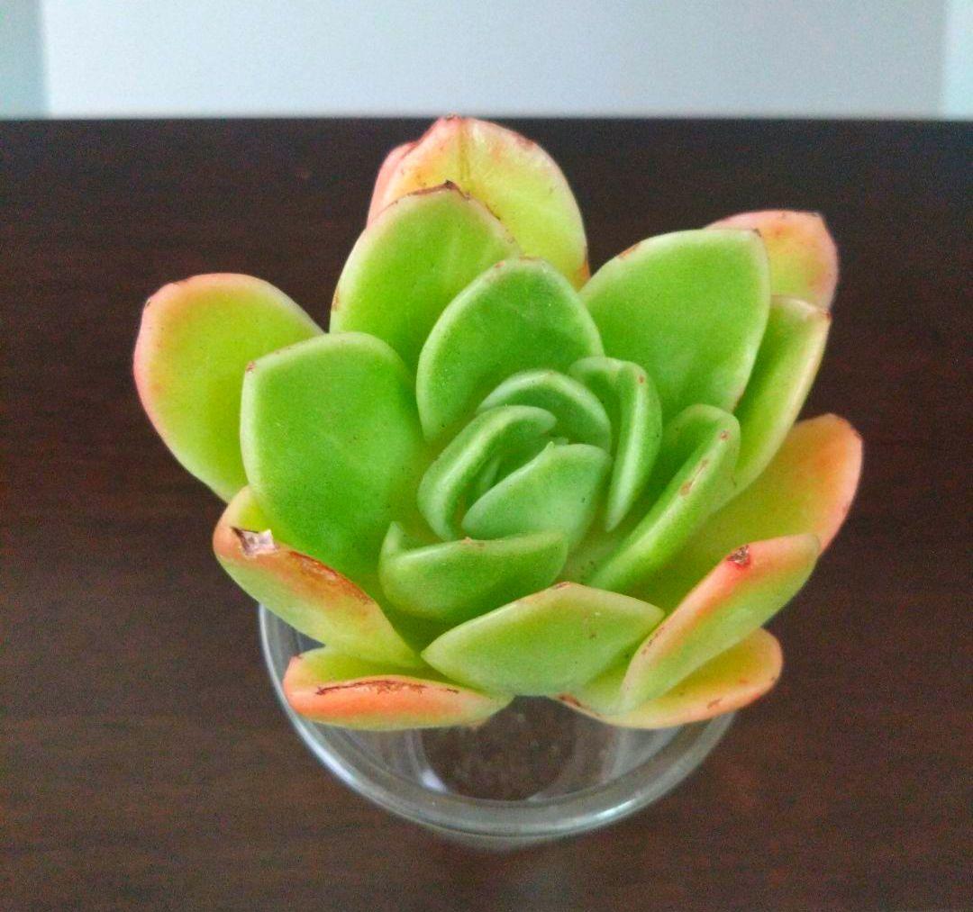 多肉植物【アイスラブリーローズ】微根 エケベリア　アエオニウム