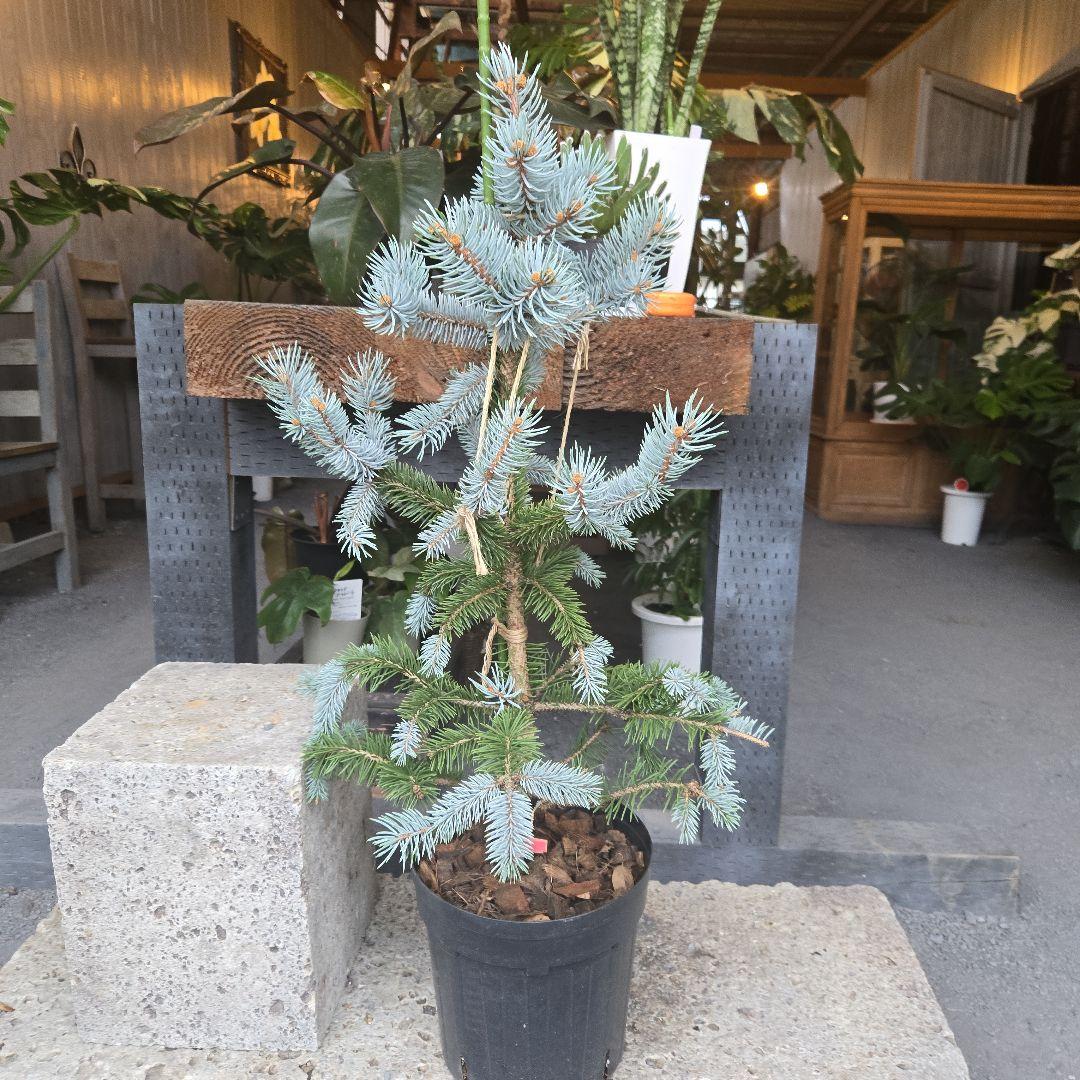 ②　プンゲンス　トウヒ　ホプシー　７号　最高等級極上品‼️