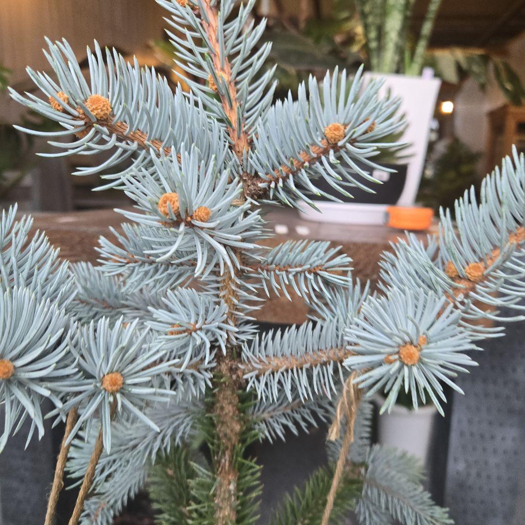 ②　プンゲンス　トウヒ　ホプシー　７号　最高等級極上品‼️