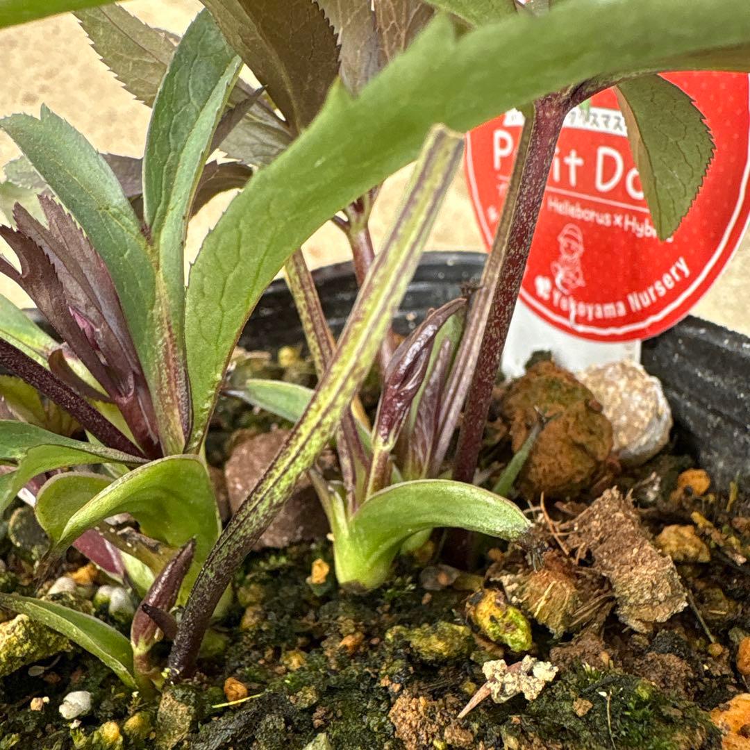 プチドール　小輪多花系クリスマスローズ　横山園芸　ポットごとゆうゆうメルカリ便