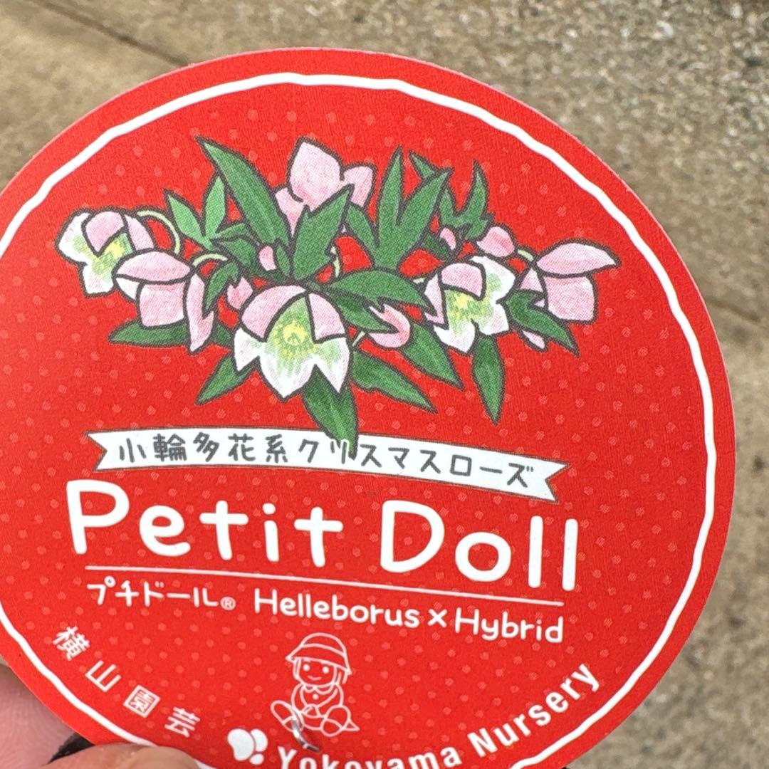 プチドール　小輪多花系クリスマスローズ　横山園芸　ポットごとゆうゆうメルカリ便