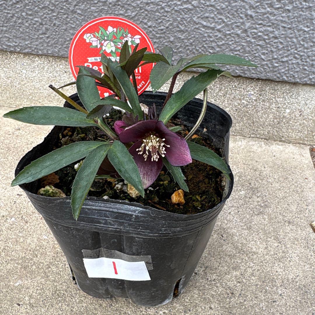 プチドール　小輪多花系クリスマスローズ　横山園芸　ポットごとゆうゆうメルカリ便