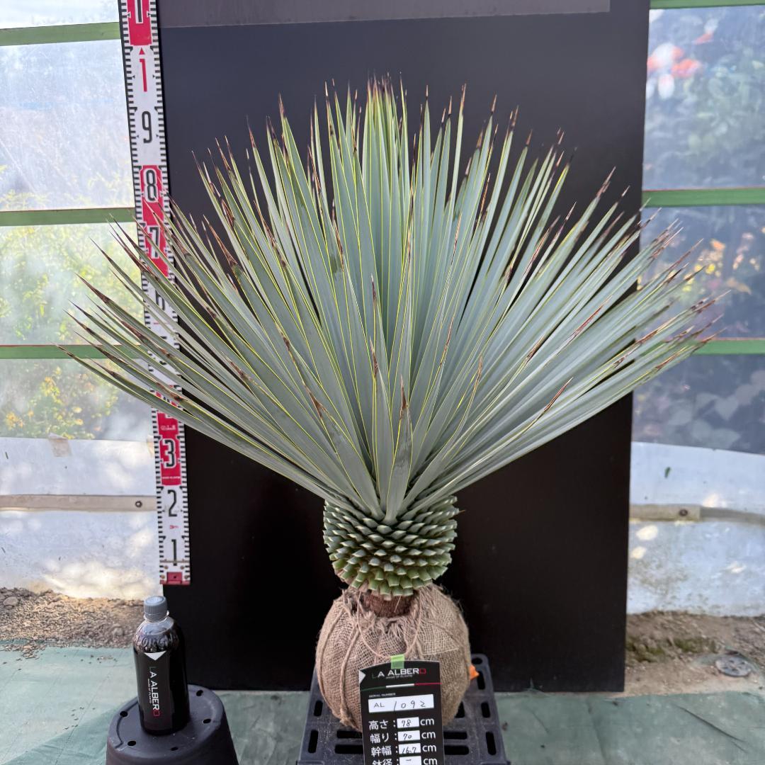 【AL1092】ユッカ　ロストラータ