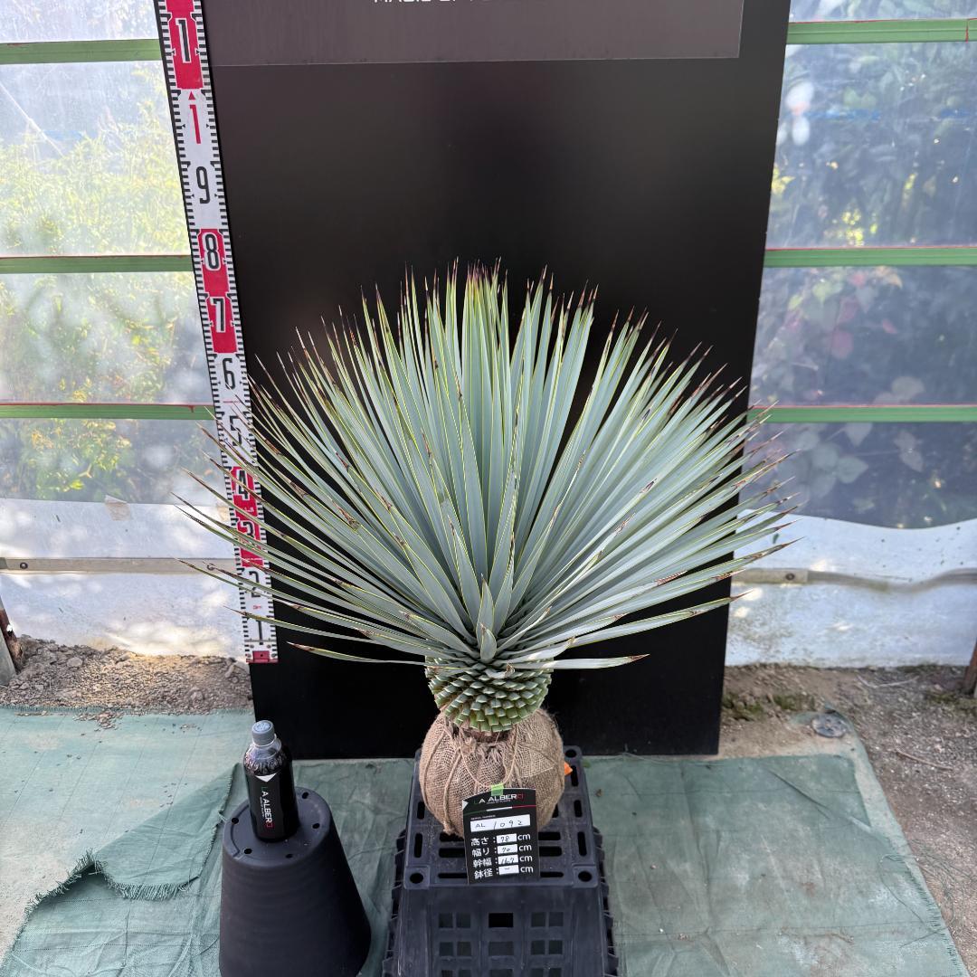 【AL1092】ユッカ　ロストラータ