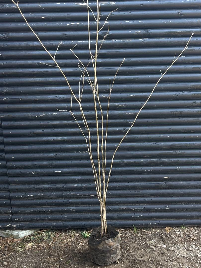 山採り天然　アオダモ　5本株立ち　12