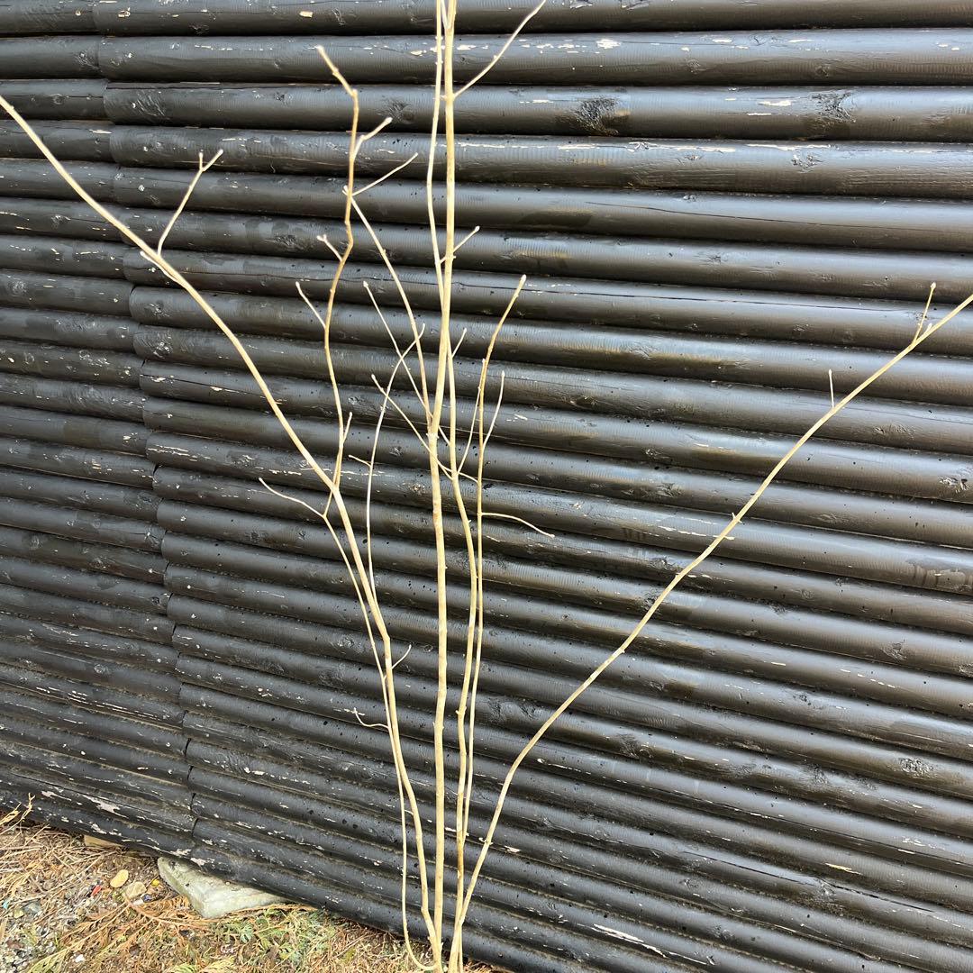 山採り天然　アオダモ　5本株立ち　12