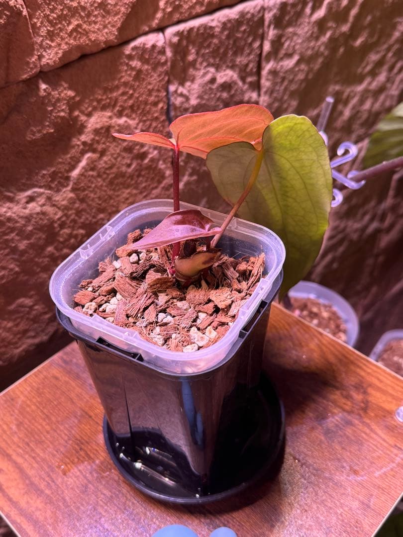 アンスリウム　Antolakii × carlablackiae 2芽