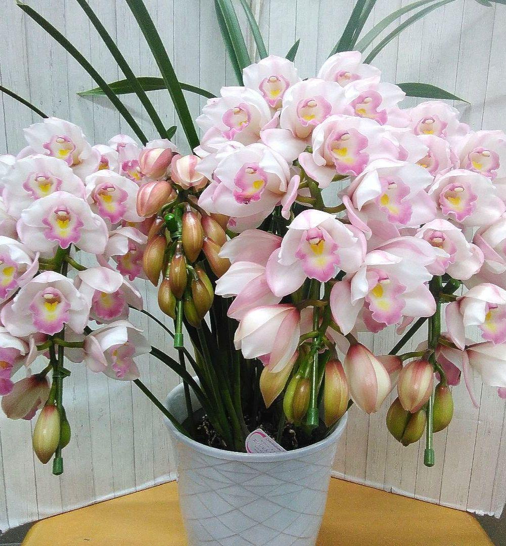 現品　シンピジュウム　エンジェルフェザー　花4本立　アーチ仕立て　陶器鉢