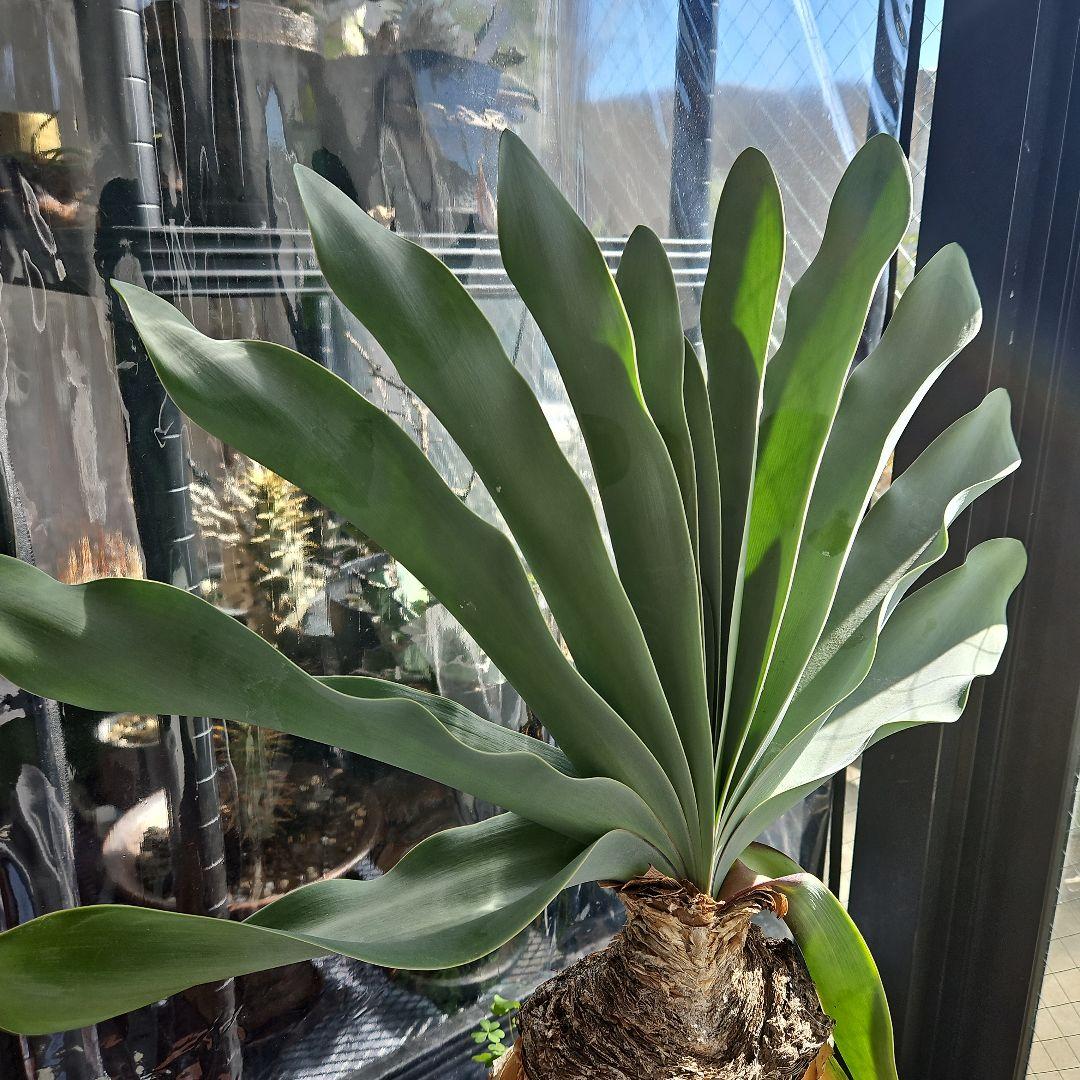 ブーファンハエマンソイデス