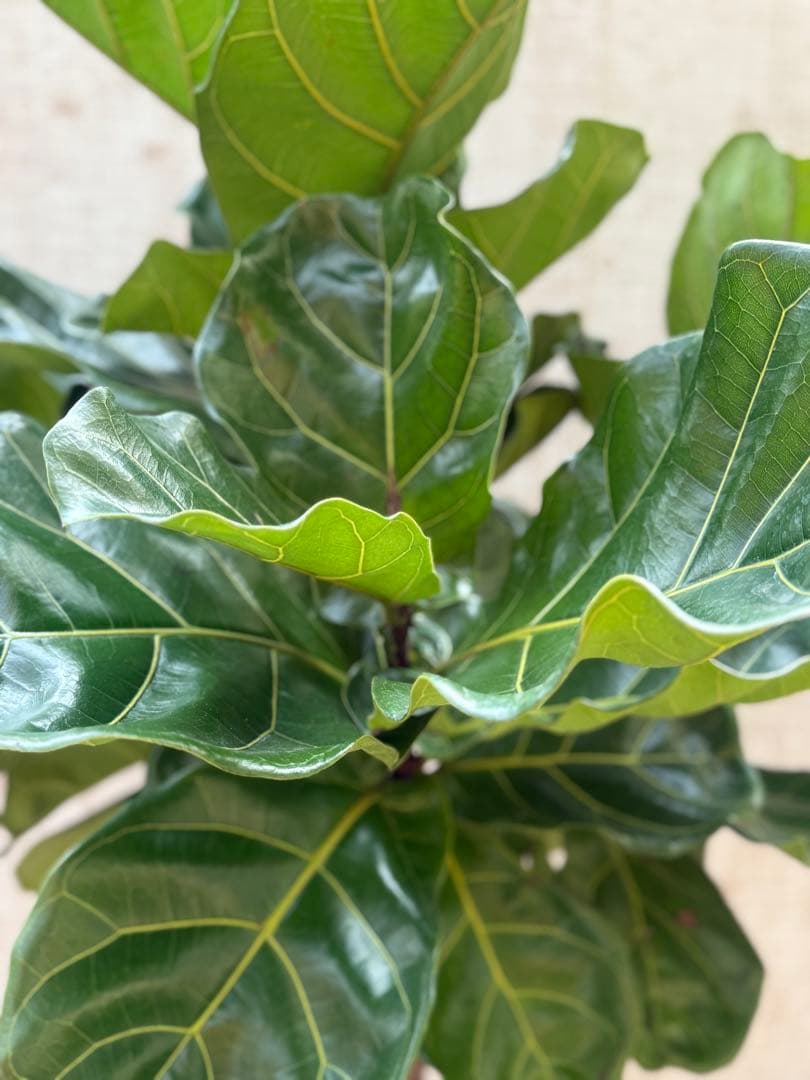 ☆ フィカス•バンビーノ♪10号 幹太 142cm 大葉 リビングサイズ♪