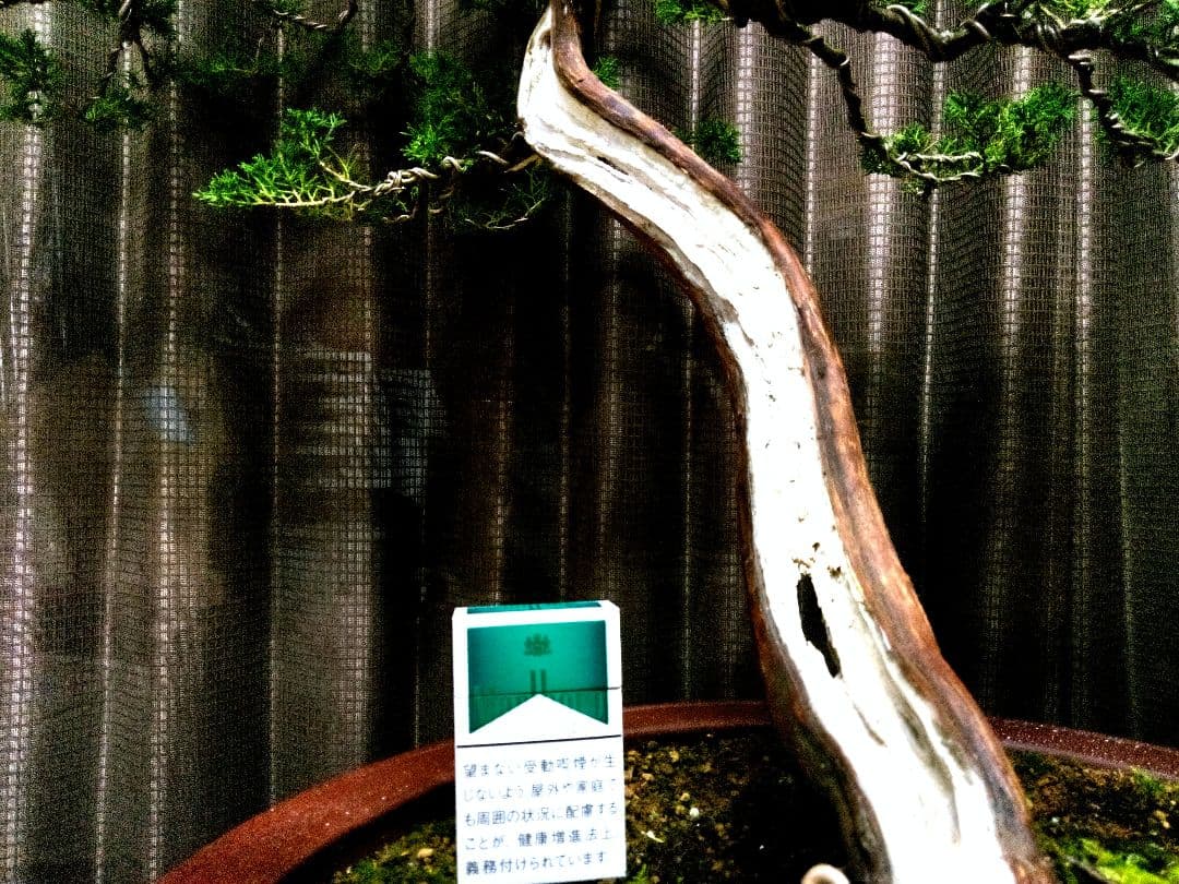 【大品 山採り 真柏盆栽】　　　　　　　⭕デカイ⁉️木製梱包発送～