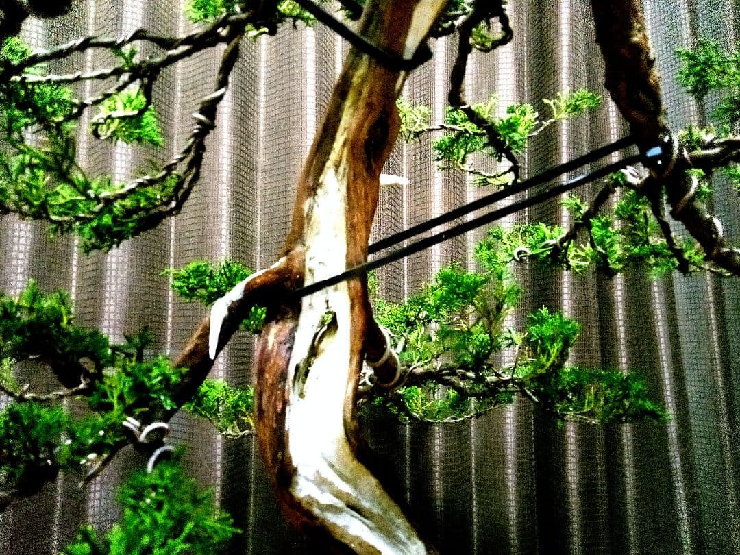 【大品 山採り 真柏盆栽】　　　　　　　⭕デカイ⁉️木製梱包発送～