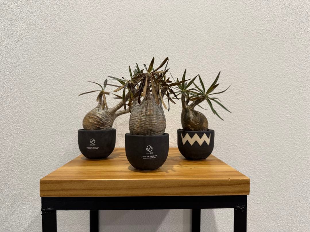 パキポディウム・グラキリス ミニ　VALIEM 3個セット　バリエム