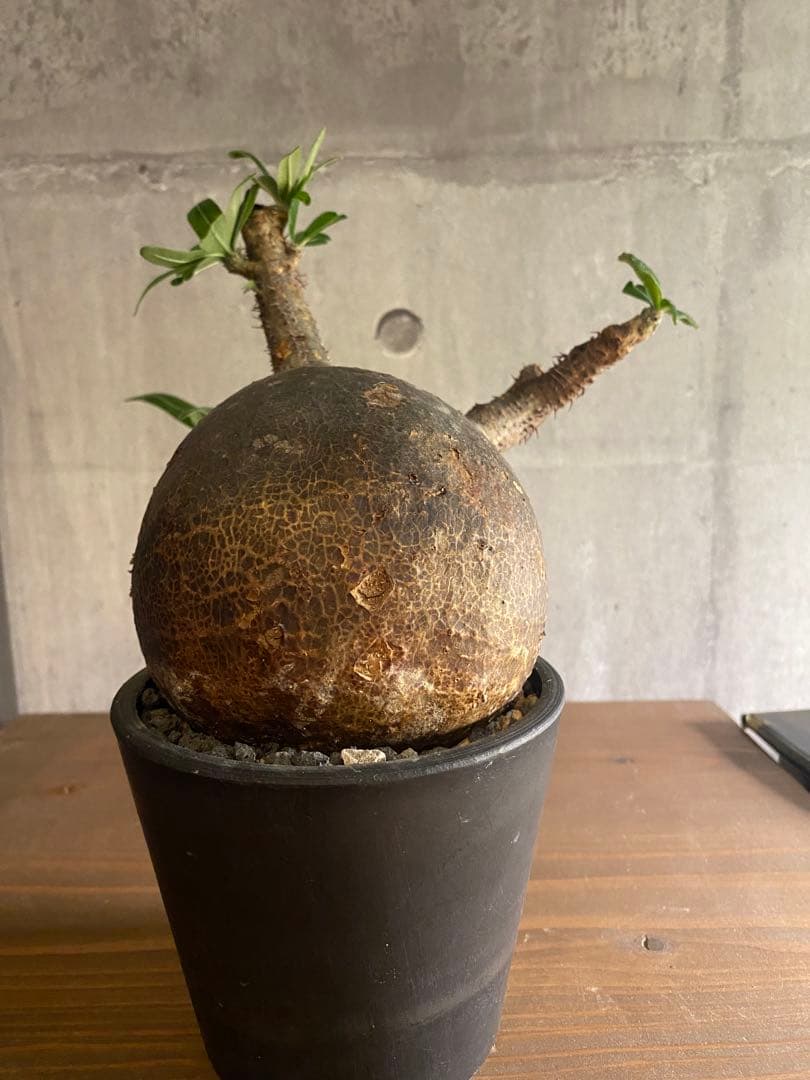 パキボディウム グラキリス 現地球 発根済み