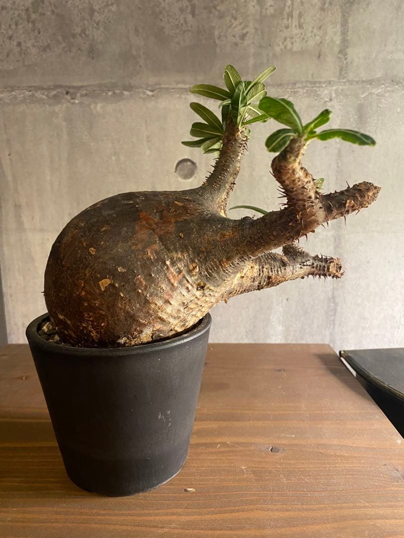 パキボディウム グラキリス 現地球 発根済み