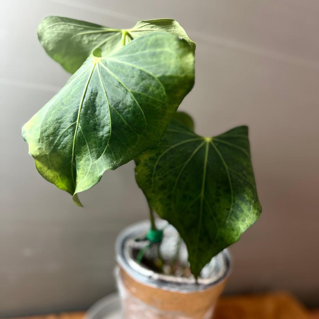 アンスリウム　デルタフォース　③