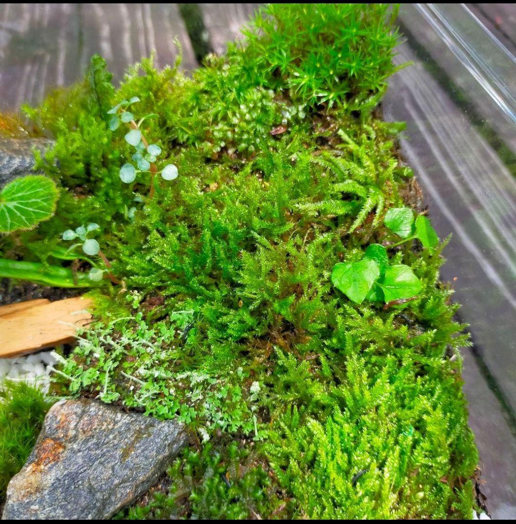 少年くんページ