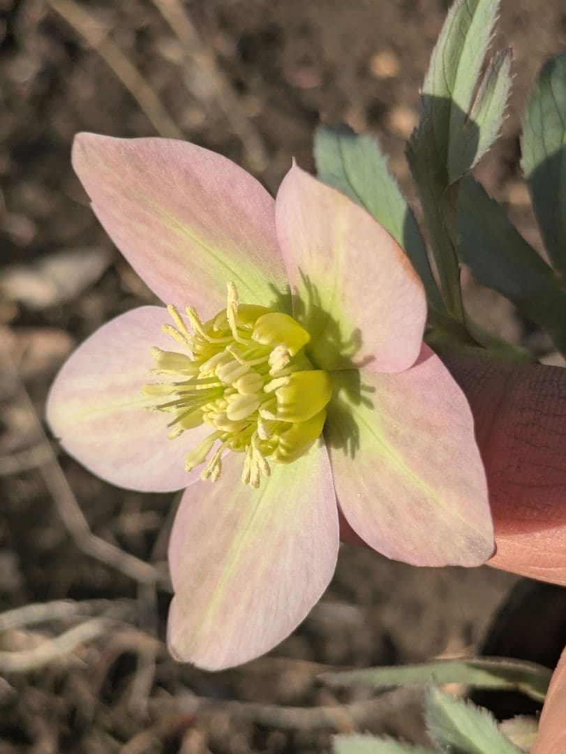 高橋育苗 little beast　原種系バイカラー ss　蕾複数あり