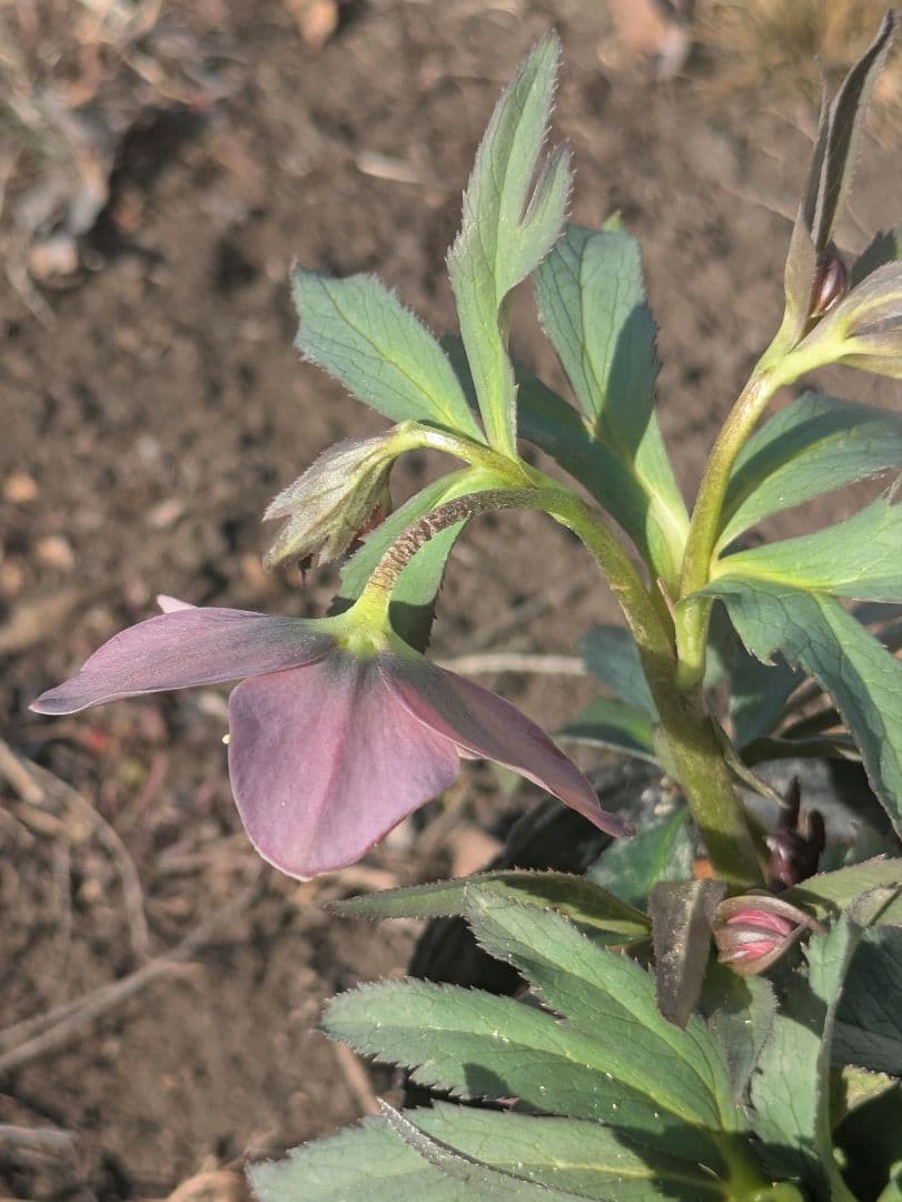 高橋育苗 little beast　原種系バイカラー ss　蕾複数あり