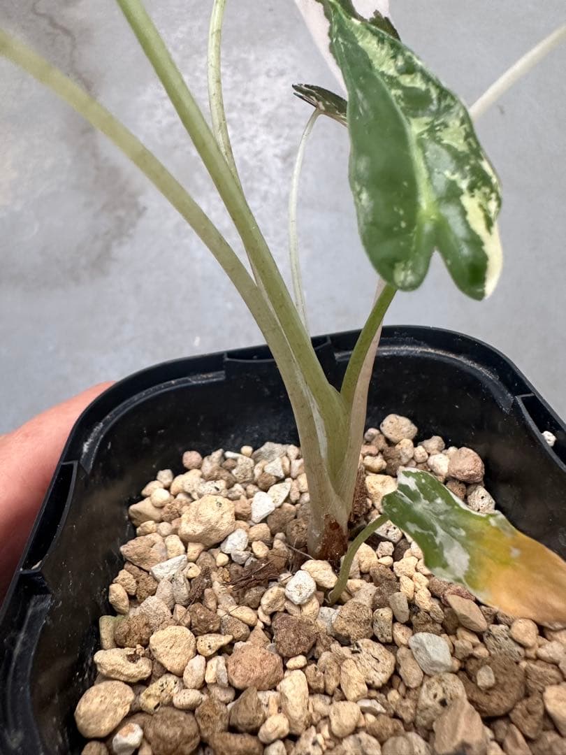 アロカシア　バンビーノ　ピンク斑入り