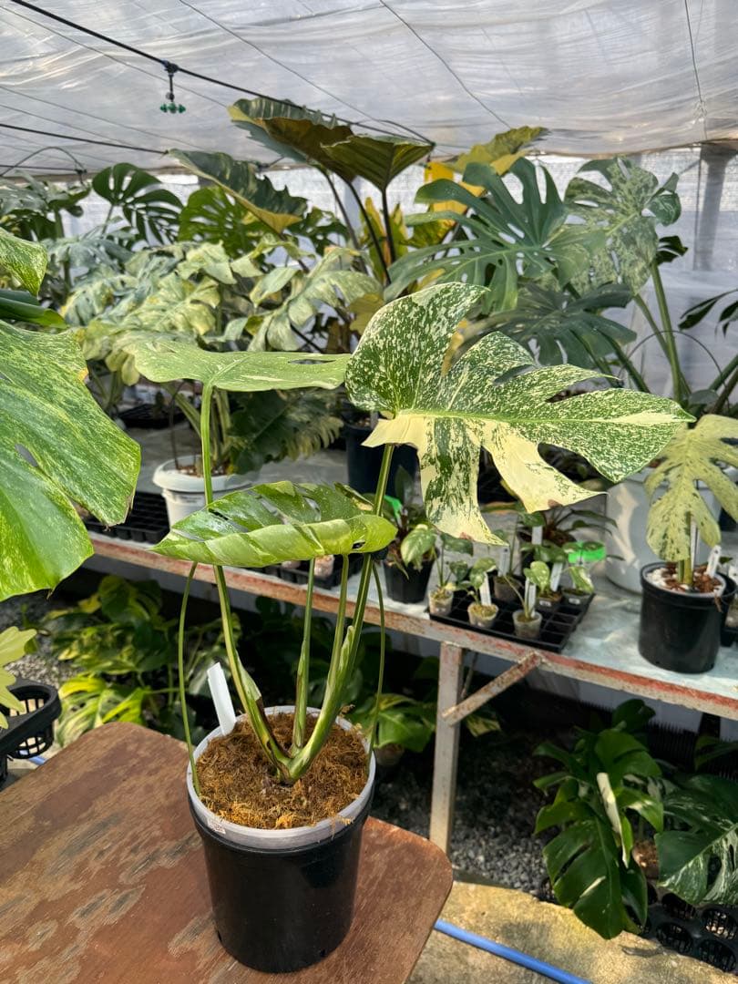 ロ*イ様 1モンステラ　タイコンステレーション　スターライト