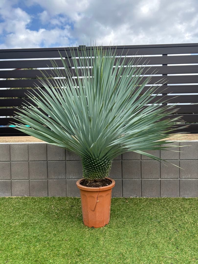 ユッカ　ロストラータ　幹太