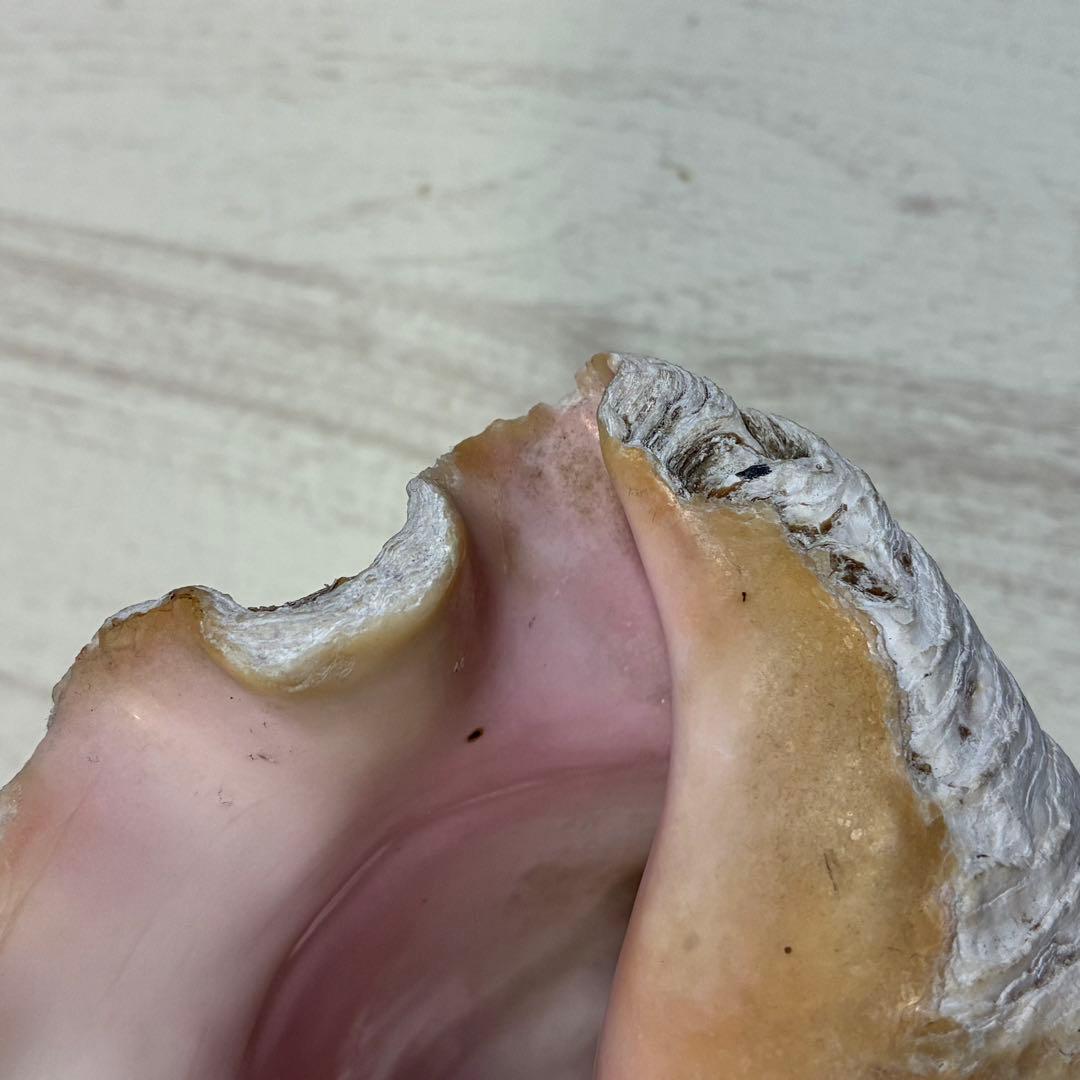 クイーンコンクシェル コンク貝 ピンク貝 24cm 希少 恋愛運 安産 家庭円満