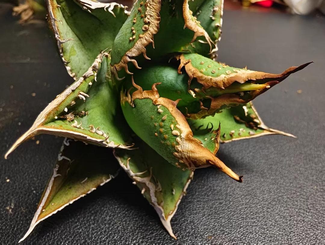 杉*山様 アガベ チタノタ 麻花龍 極上強棘 美株 ブツブツ コレクシ Lize