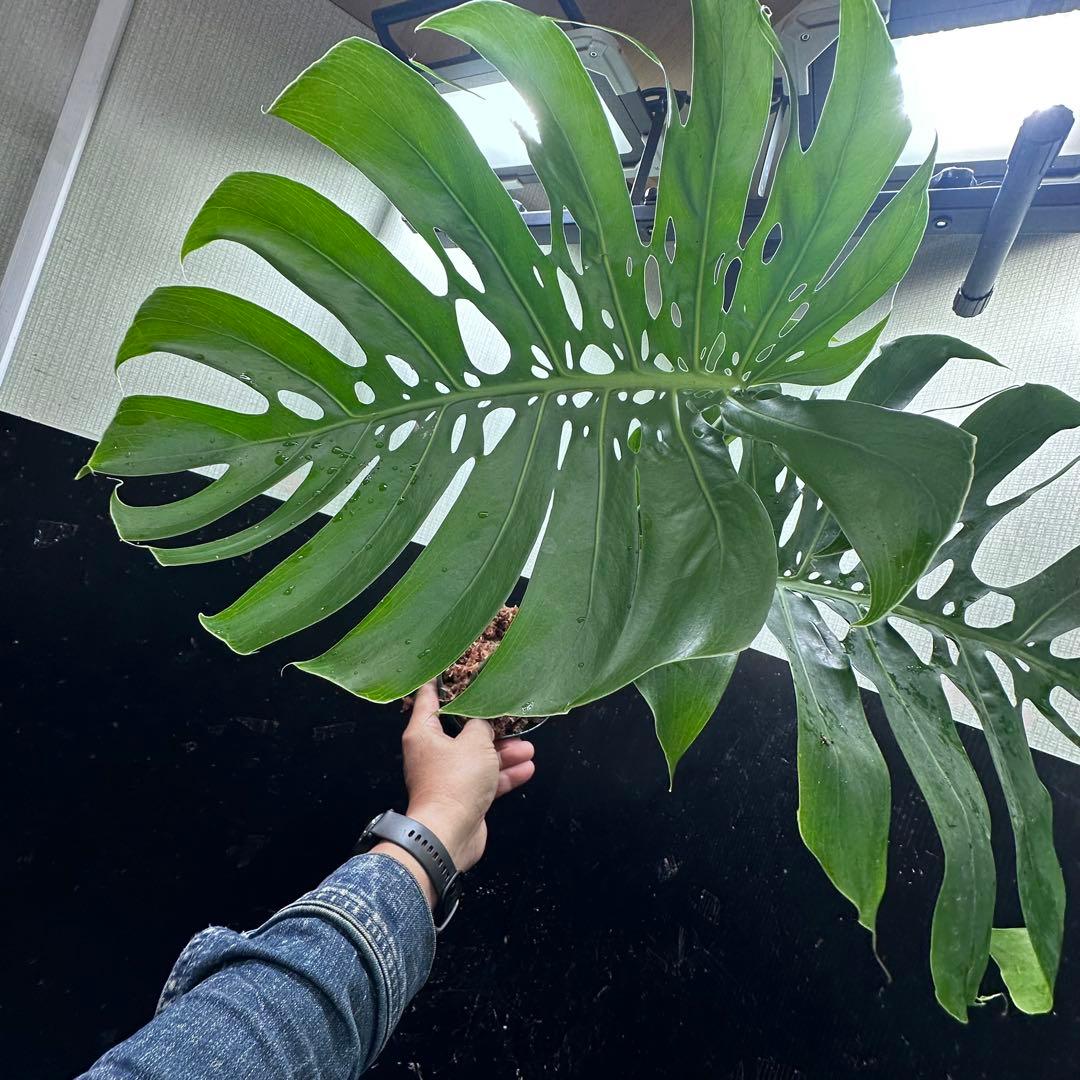 a*i様 モンステラデリシオーサマクロコズム超希少系統鉢植え61㎝