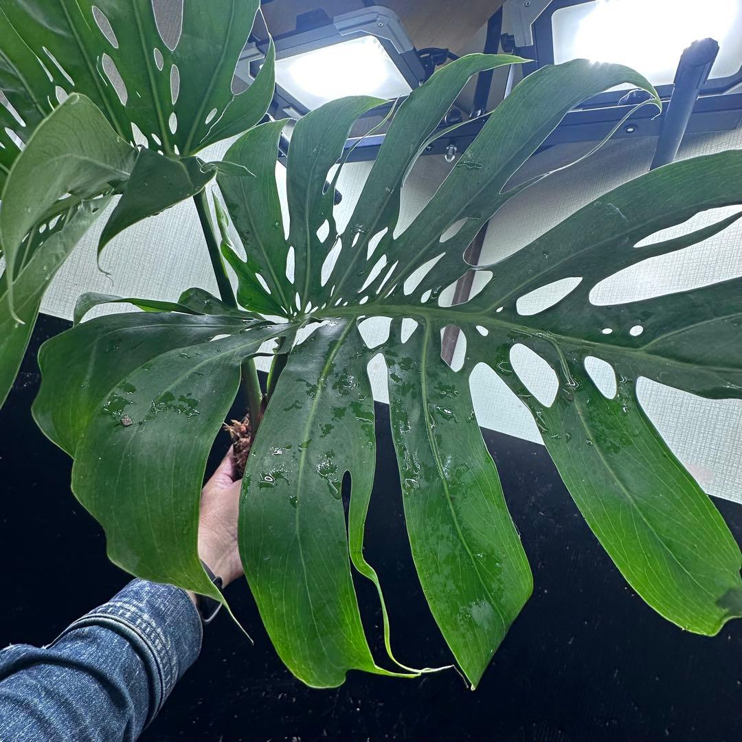 a*i様 モンステラデリシオーサマクロコズム超希少系統鉢植え61㎝