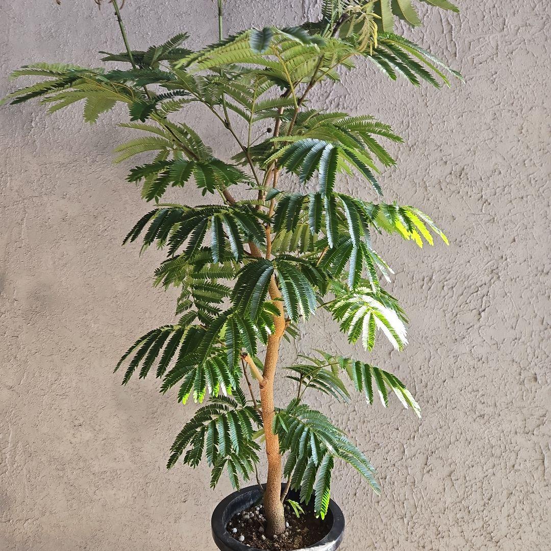 ④　エバーフレッシュ　8号特大苗木最高等級極上品　極太　‼️