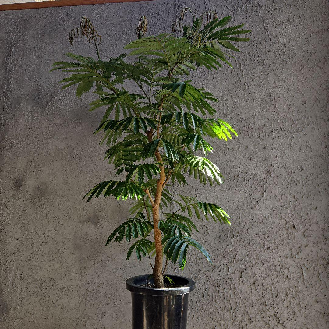 ④　エバーフレッシュ　8号特大苗木最高等級極上品　極太　‼️