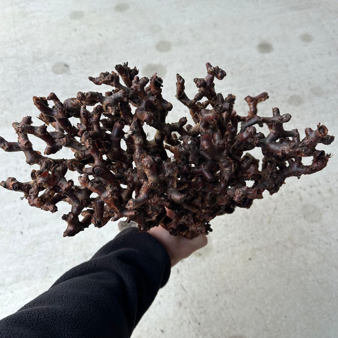 カ*】様 ペラゴニウム ミラビレ 未発根 到着新鮮株！！