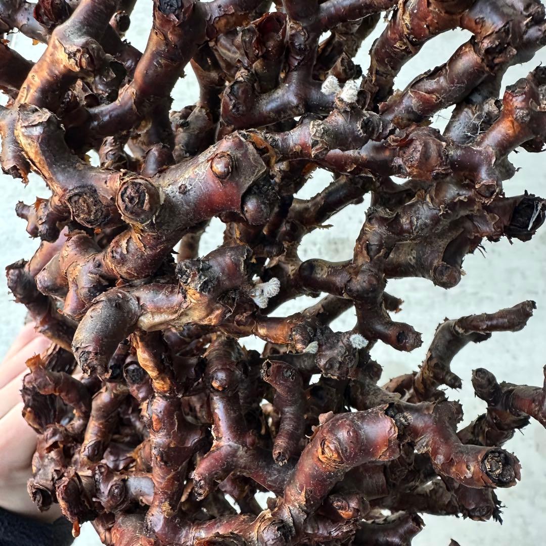 カ*】様 ペラゴニウム ミラビレ 未発根 到着新鮮株！！