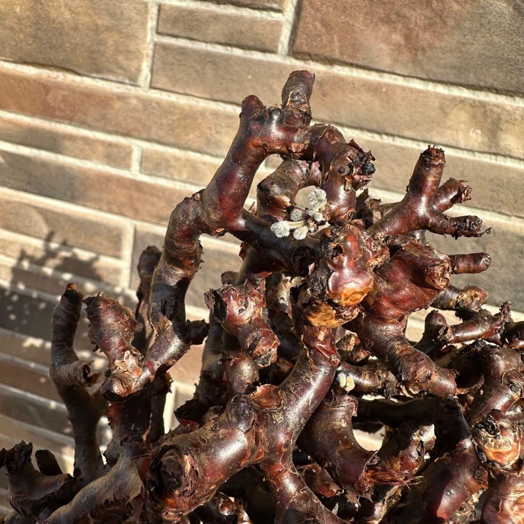 カ*】様 ペラゴニウム ミラビレ 未発根 到着新鮮株！！