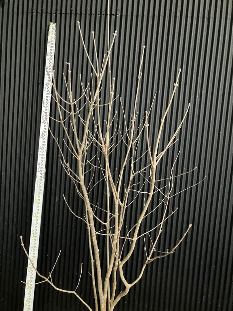 山採り　アオダモ　j