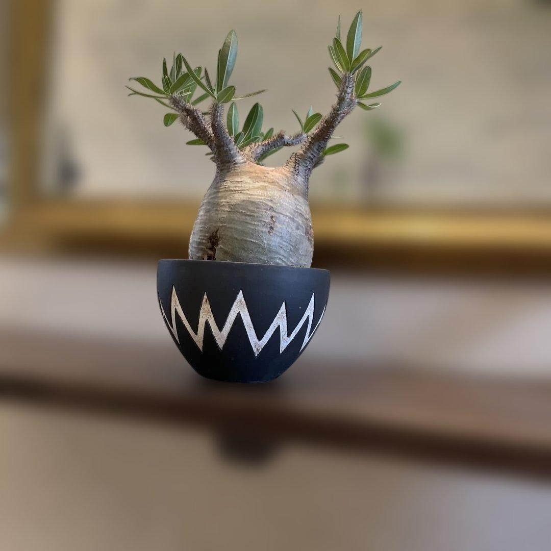 塊根植物 neighborhood SRL x invisible ink 鉢