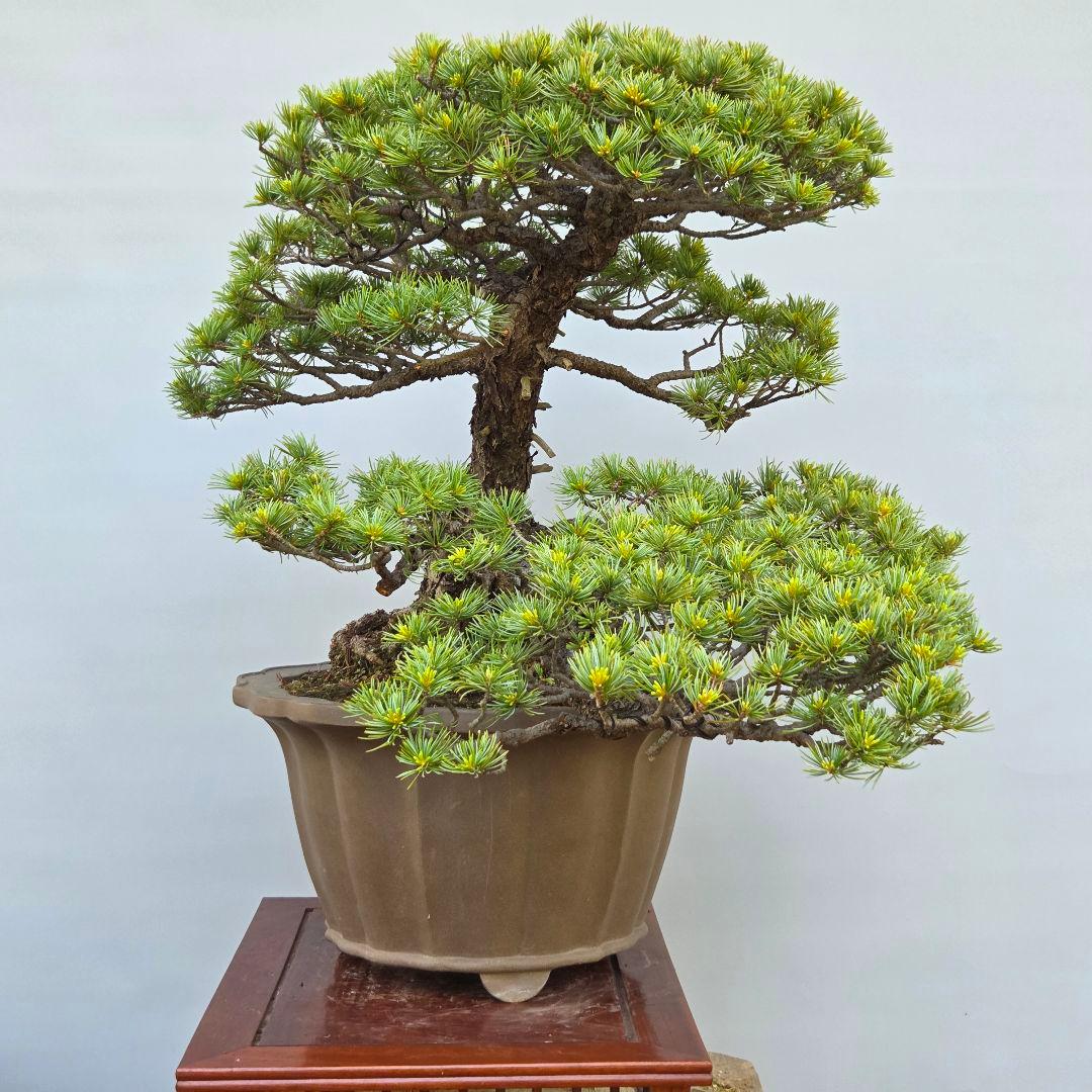 五葉松　[吹き流し]　大品盆栽 じゃぱです。