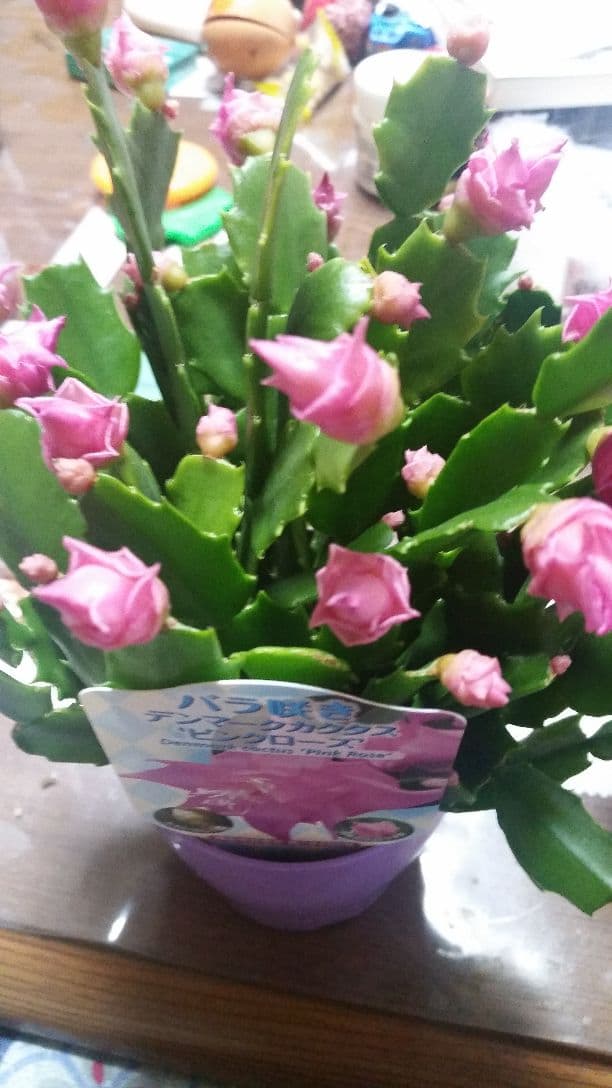 ゆう様♪バラ咲きデンマークカクタス